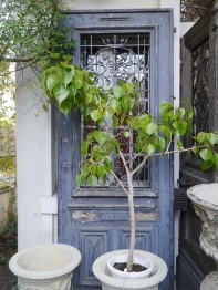 French Door (1086-23)